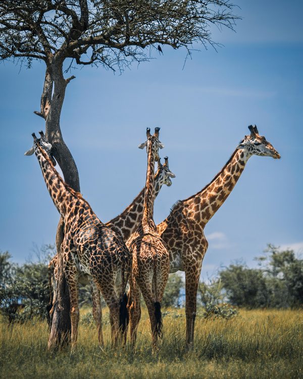 Politique en afrique : entre tensions, économie et unité culturelle